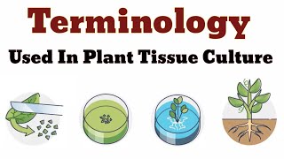 Terminology Used In Plant Tissue Culture  Lec 03 [upl. by Nedda]