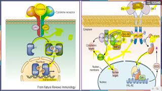 Leçon 16  Signalisation Intracellulaire  R Enzymatique  quotRCTKquot  quotquotRSTKquotquot  quotquotquotRCSTKquotquotquot [upl. by Eicyaj]