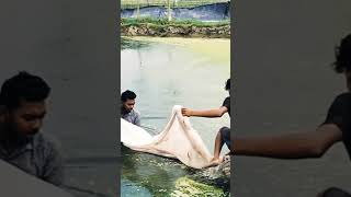 শেওলা অপসারণ  How to Remove bluegreen algae from your pond agriculture cyanobacteria [upl. by Leiru733]