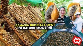 Rahasia Pengolahan Daging Bekicot di Pabrik Besar Proses Budidaya Siput Modern Jadi Alat Kecantikan [upl. by Adilem]