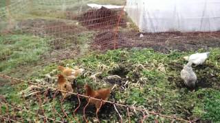 Canards et poules désherbent le potager [upl. by Nade]