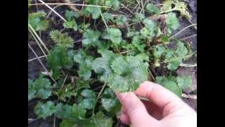 Wild edible garlic mustard garlic flavor no smelly breath What parts are edible [upl. by Ardeed78]