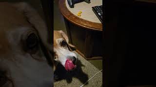 Sneaky Snacker Beagle Steals Goldfish 😆 🐠 dog beagle goldfish pepperidgefarm shorts [upl. by Afrikah]