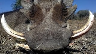 Warthog hunting in Namibia [upl. by Aicelef911]