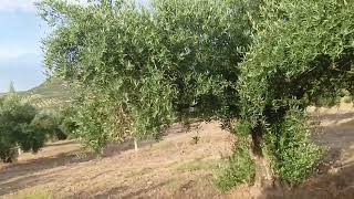 ¿como abono los olivos foliarmente tanto convencional como ecologico [upl. by Marji]