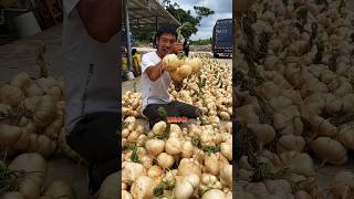 Natural fruit jicamas harvesting jicama farming [upl. by Stclair855]