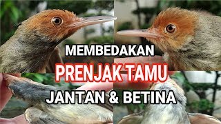 CIRI CIRI PRENJAK TAMU  PRENJAK ATAS JANTAN DAN BETINA [upl. by Ecirtap]