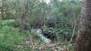 Kennet River Sounds  water flowing birds wind breeze leaves and forest sounds greatoceanroad [upl. by Warchaw444]