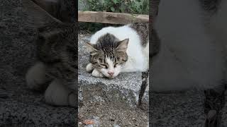 Homeless gray cat is sleeping like a baby [upl. by Hungarian607]