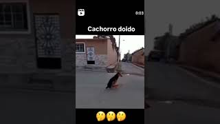 😂🤣😂🤣😂🤣😂😂🤣 🐶🐕 Chico tá esperto de mais [upl. by Walli188]