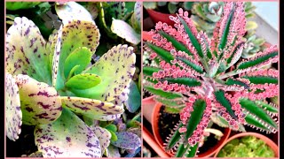 40 ESPÉCIES DE KALANCHOE E SUAS IDENTIFICAÇÕES plantasdecasa suculentas [upl. by Teryn795]