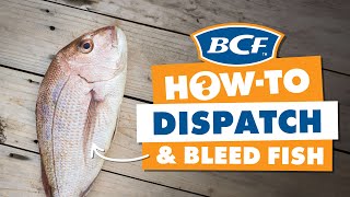 Dispatching amp Bleeding Fish  Ikejime Method  BCF How To [upl. by Ydnec960]