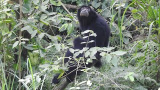 Siamang call howling 大長臂猿 20231024 [upl. by Norra]