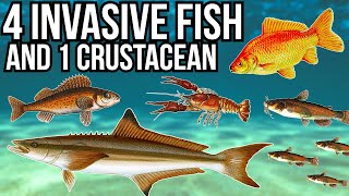 4 Problem Invasive Fish and 1 Crustacean [upl. by Renfred]