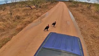 Ground Hornbills Show Off Their Calls [upl. by Hgieliak]