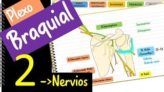 Plexo Braquial 2  Nervios ‐ Fácil y didáctico [upl. by Ielhsa]