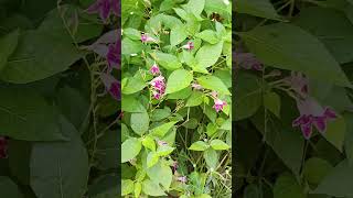 Barleria cristata shortsvideo philippineviolet plantsandflowers [upl. by Eneliak]