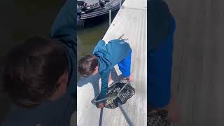 CARSEN gets a BIG BASS at DOCK alwaysberecording bassfishing fishing fish outdoors fypシ゚ [upl. by Asiela]