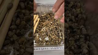 Part 1 Harvesting Mason Bee Cocoons with Albert and Dave [upl. by Boyd647]