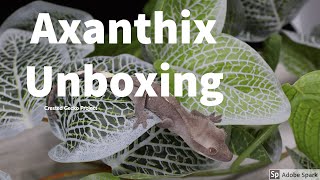 Axanthic Crested Gecko Unboxing [upl. by Lenra38]