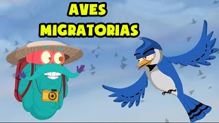 ¿Por qué Aves Migratorias  Dibujos Animados de Educación  Aves Migratorias Skay [upl. by Blondell]