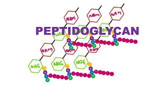 Peptidoglycan [upl. by Octavia]