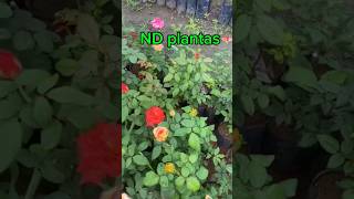 Roseiras paulista plantas jardim flores [upl. by Artapoelc]