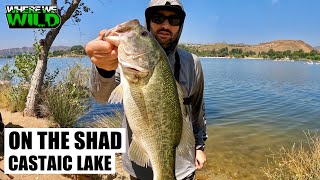 ON THE SHAD  Castaic Lake Lagoon Fishing [upl. by Avram914]