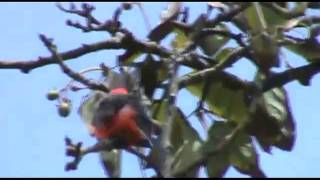 Pájaro rojo  Mosquero Bermellón Pyrocephalus rubinus NATURAL TRAVELmp4 [upl. by Vladamar142]