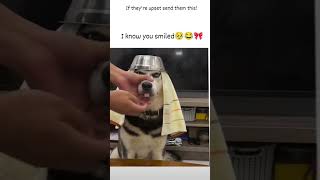 trending dog lover 💞💞💞☺☺ like share comment subscribe please 🫂🙏🏻🙏🏻 [upl. by Yannodrahc]