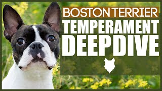 BOSTON TERRIER TEMPERAMENT [upl. by Eeroc965]