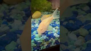 Albino Corydoras Catfish music aquariumfish aquariumfish fish [upl. by Nagad]