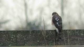 112424 Juv sharpShinned Hawk Kent Wa 2220163 [upl. by Elocn31]