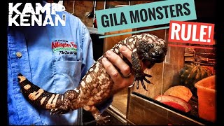 Venomous Gila Monster Den in Florida [upl. by Anayrb849]