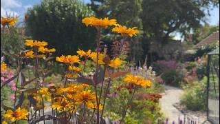 Late July Cottage Garden Tour Stunning Perennials in Bloom  Perennial Garden [upl. by Pelagi18]