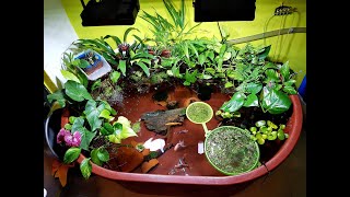 First view of my Indoor Goldfish Pond with ornamental aquaponics [upl. by Charbonnier155]