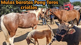 Puro Premium mi raza Mulas Pony Caballos Toros Criollos Yuntas de trabajo y Mas 8 de Noviembre 2024 [upl. by Karie]