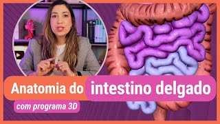 ANATOMIA DO INTESTINO DELGADO Com programa 3D [upl. by Zampardi]