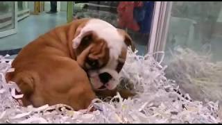 7361 Bulldog Ingles Macho [upl. by Nashbar]