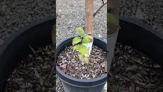 Discover Stunning Espalier Apple Trees At Your Local Nursery  Perfect For Fall Planting [upl. by Atterrol80]