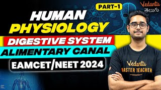 Digestive System Alimentary Canal  Human Physiology  Part 1  NEET 2024  EAMCET 2024  Vedantu [upl. by Nnylasor347]