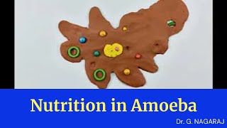 Nutrition in Amoeba [upl. by Nivrem476]