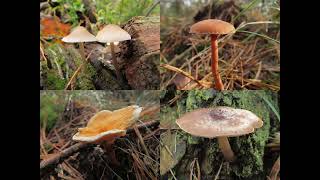 Beelden uit de afwisselende wereld van de paddenstoelen en meer [upl. by Atekihc]