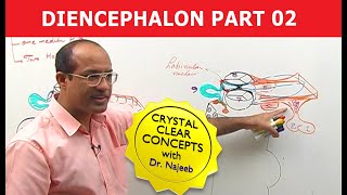 Diencephalon  Neuroanatomy  Part 22 [upl. by Yssenhguahs]