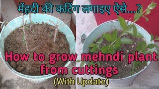 How to grow mehndi  How to grow henna from cuttings  How to grow mehndi at home [upl. by Ollopa472]