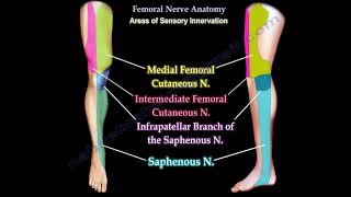 Femoral Nerve Anatomy  Femoral nerve injury [upl. by Offen]