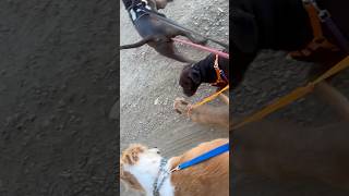 Walking 4 dogs together 1st time Saluki greyhound￼ Chihuahua bulldog and Frankie [upl. by Lonna]