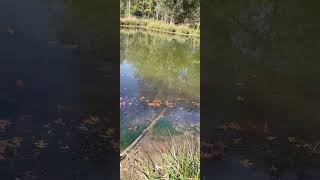 Introductory Fishing Video Spot 2 Caught 2 Fish [upl. by Nalaf]