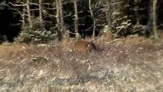 Deer hunting on Anticosti Island [upl. by Aynot]