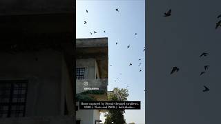 1000s of Swallows Nest in a House in Chittorgarh Birdnests mindblowingvideos swallownests birds [upl. by Uaerraj]